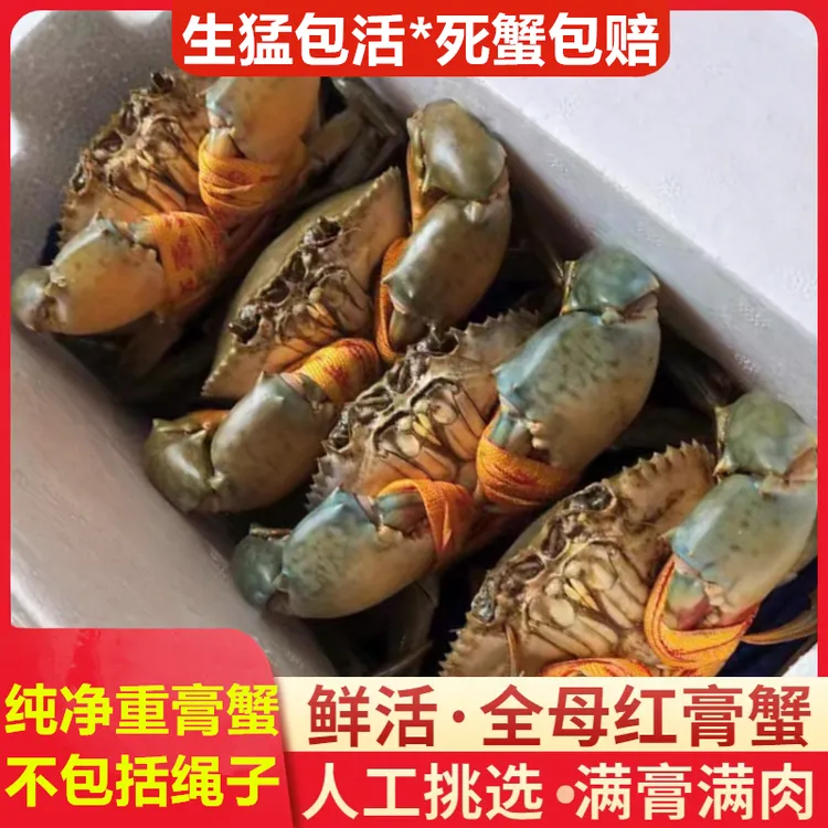【保活到家】鲜活全母野生超大特大海蟹活螃蟹黄油蟹黄红膏青蟹肉蟹