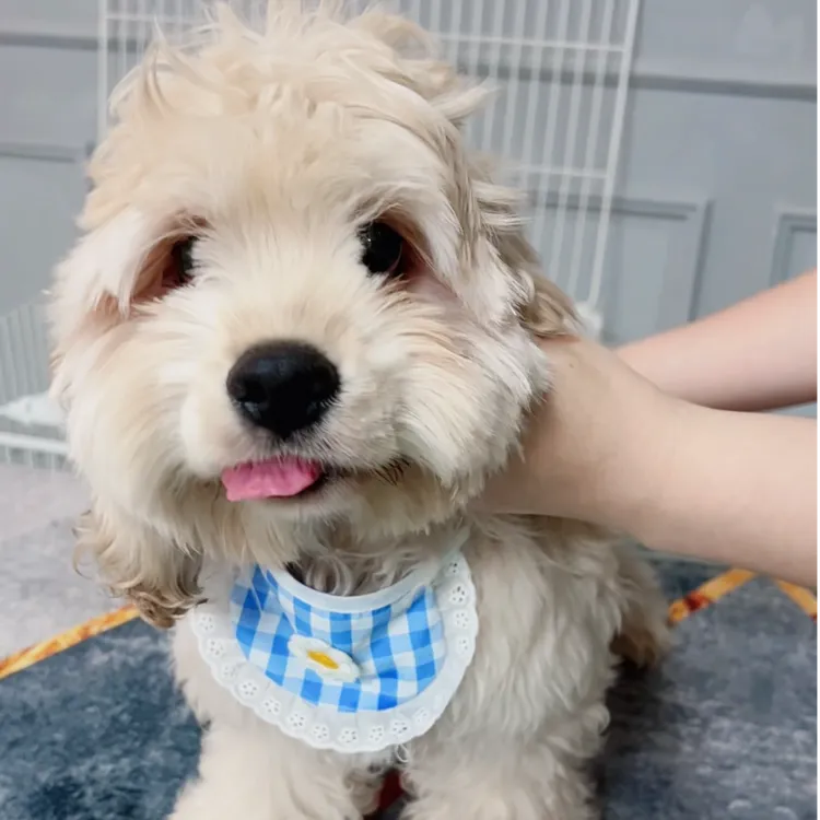 西西家美卡狗狗链接