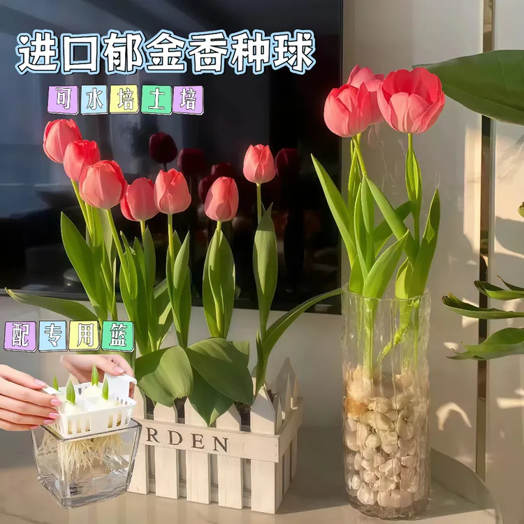 水培郁金香种球进口大球五度球水培土培植物室外耐寒盆栽种子植物商品图