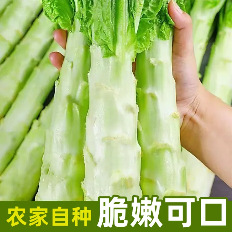 【新鲜莴笋】现砍现发莴苣农家自种时令蔬菜苣菜新鲜莴笋带叶发货