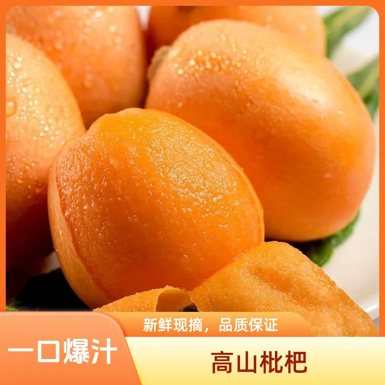 果园直发农家当季高山大五星新鲜枇杷鲜果采摘