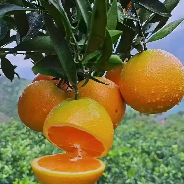 九月红果冻橙秭归脐橙孕妇可吃秭归特产香甜多汁无籽无渣