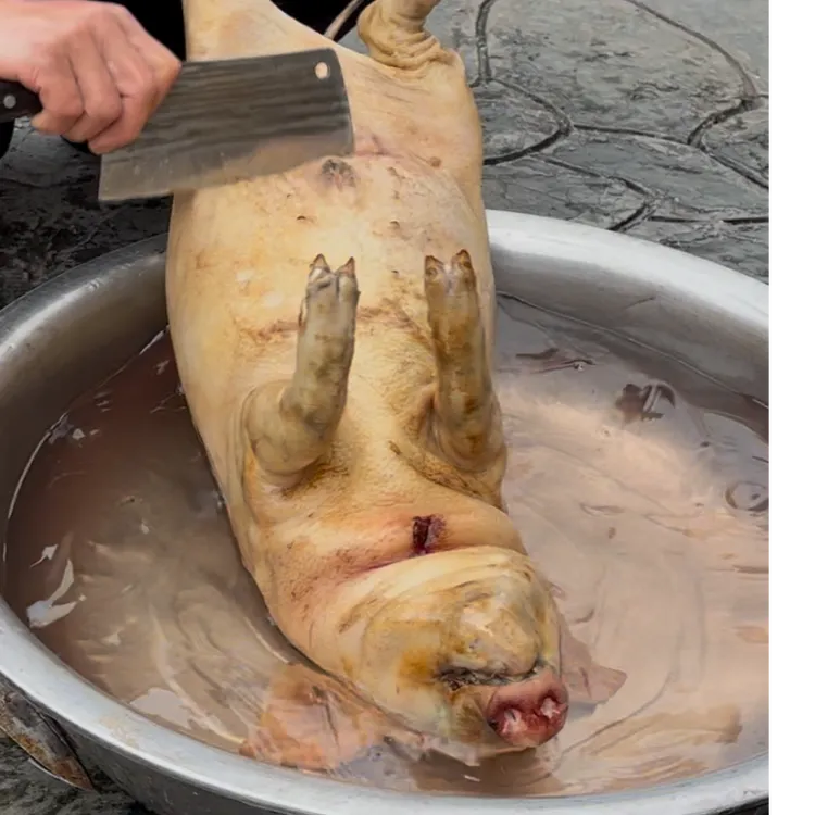从江香猪肉乳猪肉生猪肉土猪黑猪肉农村散养猪生鲜肉顺丰空包邮
