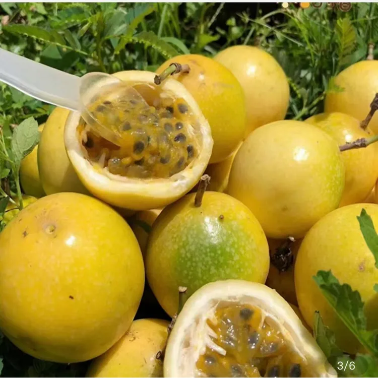 【中国邮政推荐】钦蜜9号黄金百香果  新鲜采摘 口感浑厚 香甜多汁 