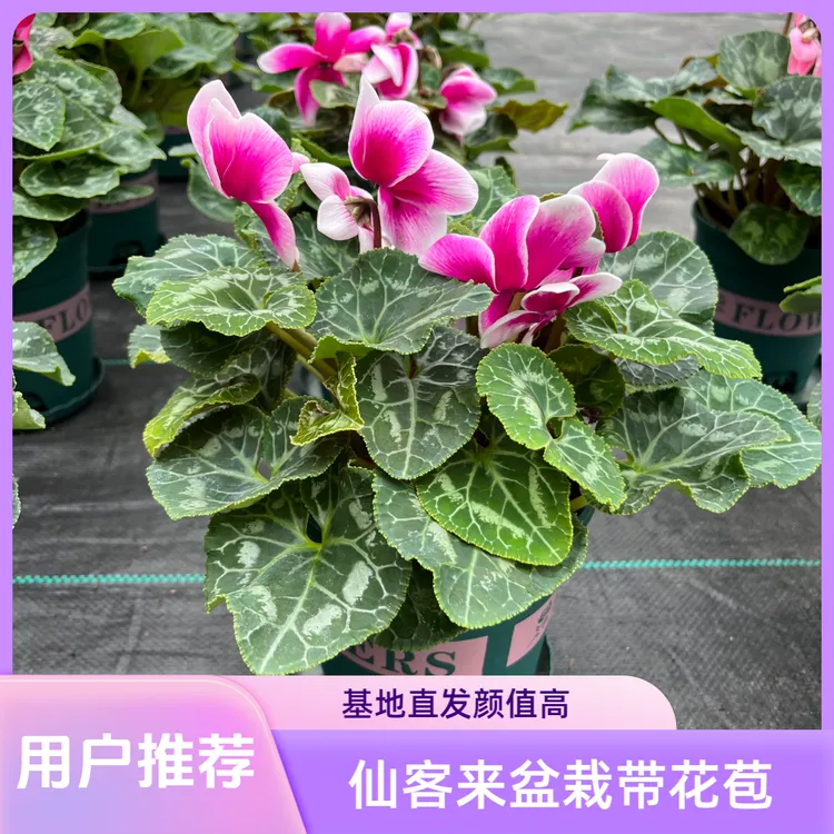 仙客来盆栽花苗带花苞发货基地直发年宵花球根花卉多年生