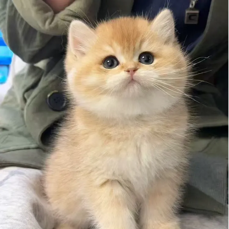 （优米生活馆）猫咪活体