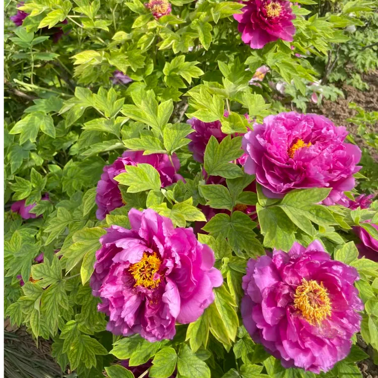 【洛阳红】正宗洛阳重瓣牡丹花苗耐寒适合室内外庭院种植