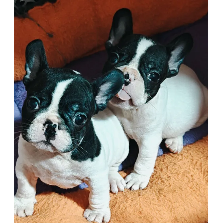 可爱憨厚黑白花法斗幼犬