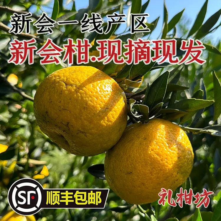 正宗新会柑茶枝柑陈皮柑陈皮果一线产区茶坑自家果园青皮二红大红
