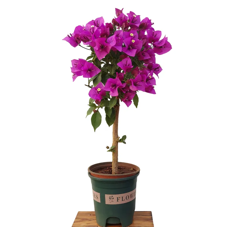 【运输中掉花落叶介意勿拍】55cm左右三角梅花爬墙云南紫安格斯