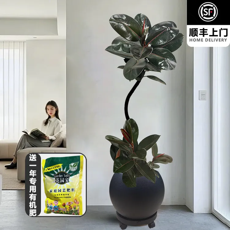 A造型黑金刚橡皮树网红客厅办公室大型好养净化空气黑金刚绿植