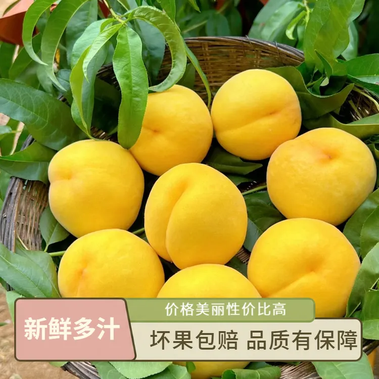 A5【黄桃】5斤中大果毛桃新鲜当季水果香甜多汁蜜桃甜桃（多仓发货）