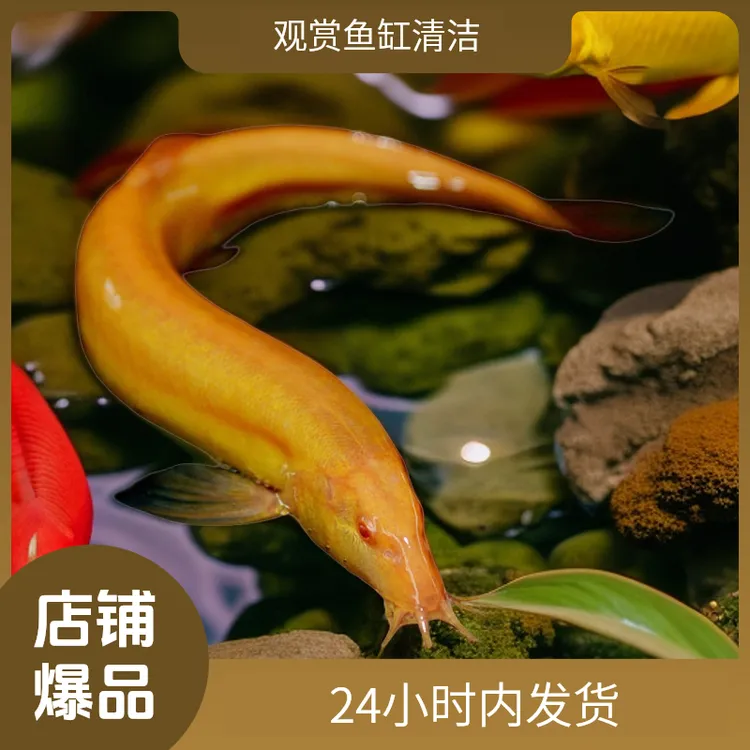 活体黄金泥鳅观赏鱼黄金观赏鱼小泥鳅苗好养鱼缸清洁鱼耐活懒人鱼