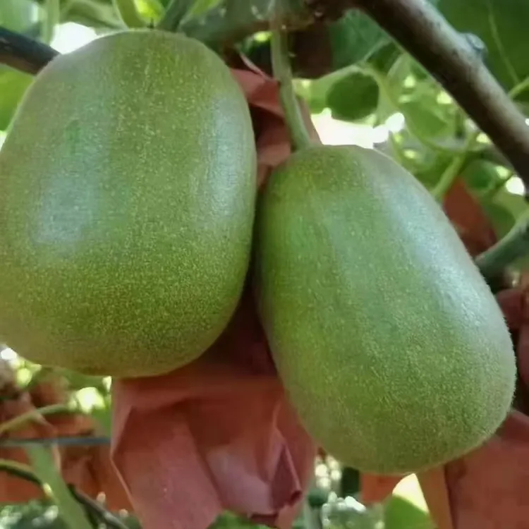 六盘水水城区猴场乡红心猕猴桃水果顺风包邮坏果包赔