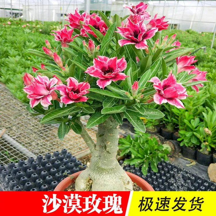 【新疆西藏包邮】沙漠玫瑰盆栽夏季开花好养多色阳台花卉绿植