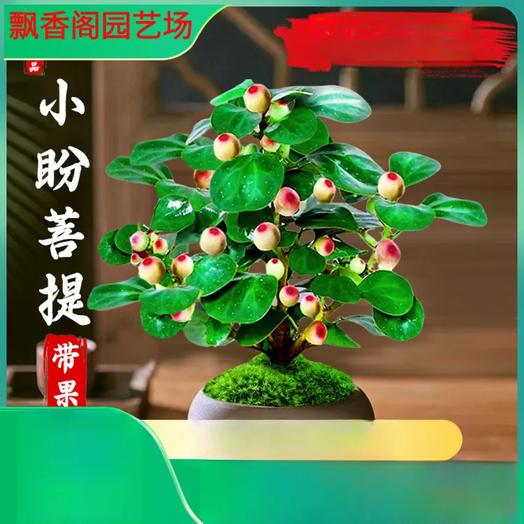小盼菩提盆栽带果老桩树盆景中式禅意办公室内桌面好