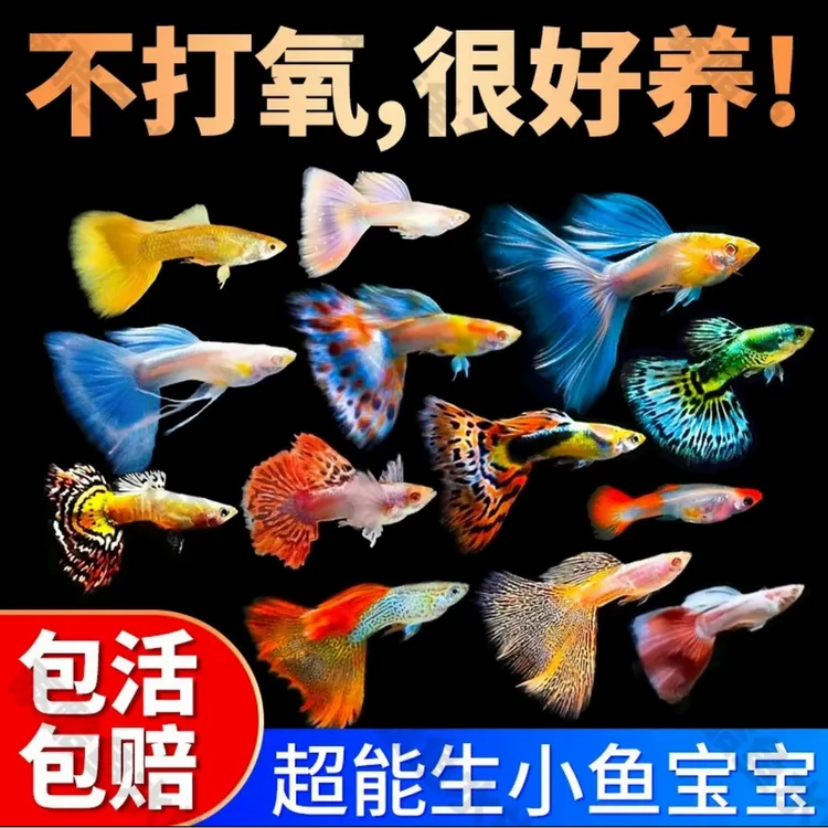 孔雀鱼凤尾鱼小型观赏小鱼好养耐活热带淡水小鱼杂袍练手金鱼活体