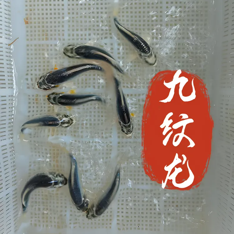 精品黑白九纹龙观赏鱼九纹龙锦鲤鱼苗活体风水淡水鱼