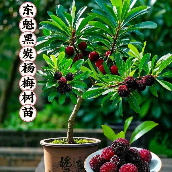 东魁杨梅树苗杨梅树苗嫁接杨梅盆栽地栽南北种植大果树苗杨梅苗