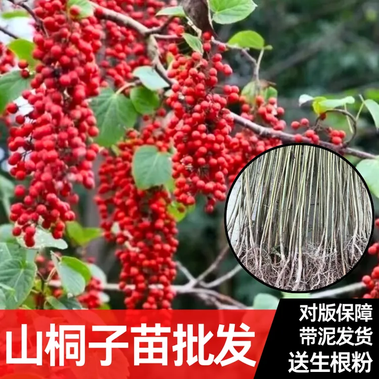 批发四川山桐子树苗树上油库经济造林苗基地现挖保湿发货南北种植