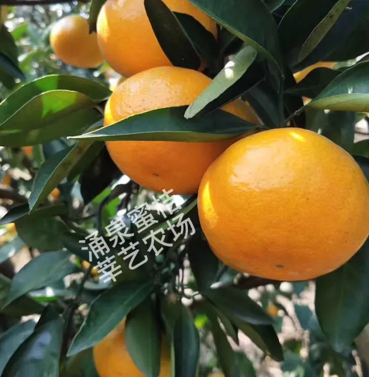 顺丰极速【浙江涌泉蜜桔】无籽青皮蜜橘酸甜可口 现摘现发