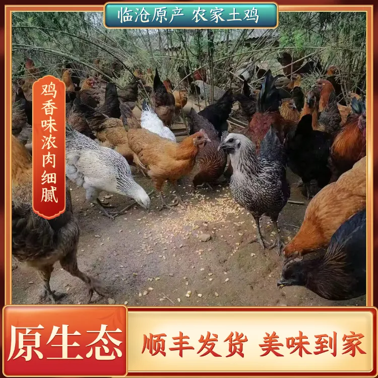 云南临沧云县放养黑脚土鸡 不喂饲料林下养殖新鲜宰杀1斤/4斤装