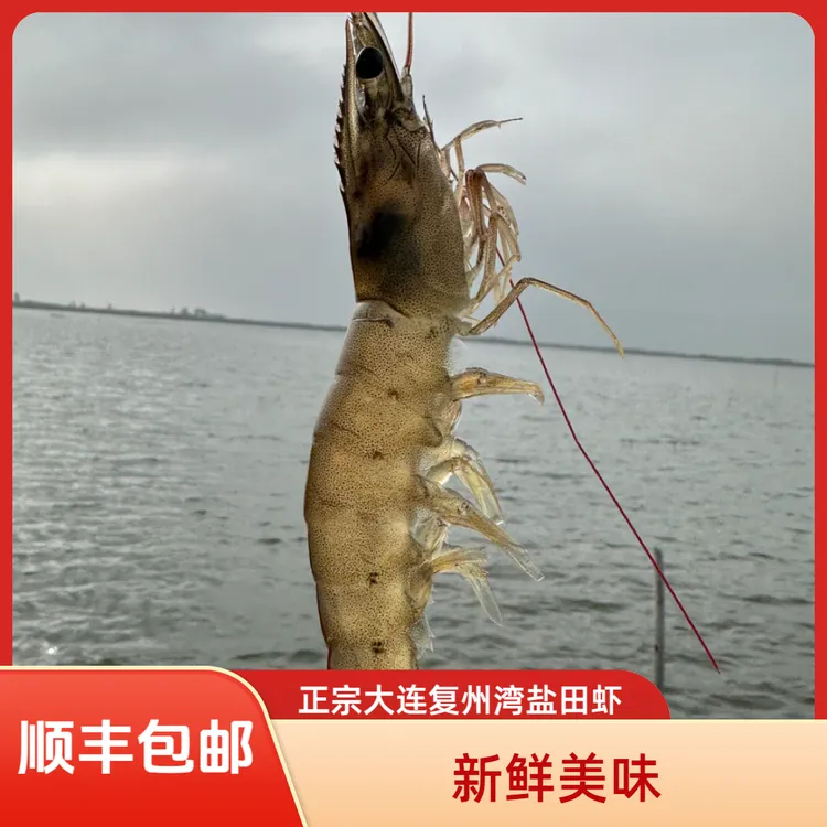 【顺丰包邮】大连复州湾盐田虾3斤（21-25头/斤）保鲜不保活