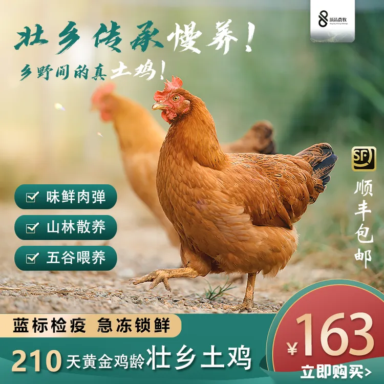 顶品农牧 壮乡古法原生态慢养210天山林跑山土鸡肉 包冰率不含冰商品图