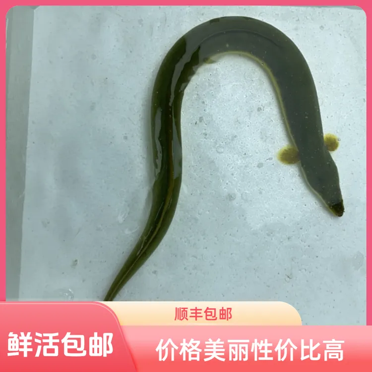 鳗鱼散养水库河鳗黄鳗鲜活营养美味包邮包活到家整条[顺丰包邮]