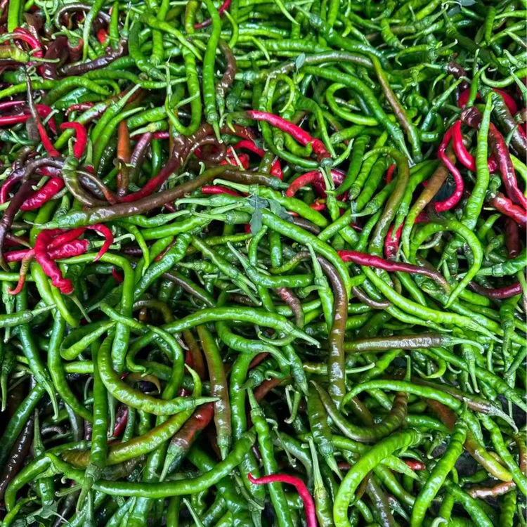 【本地辣椒】农家自种新鲜现摘特辣青辣椒皮薄清脆