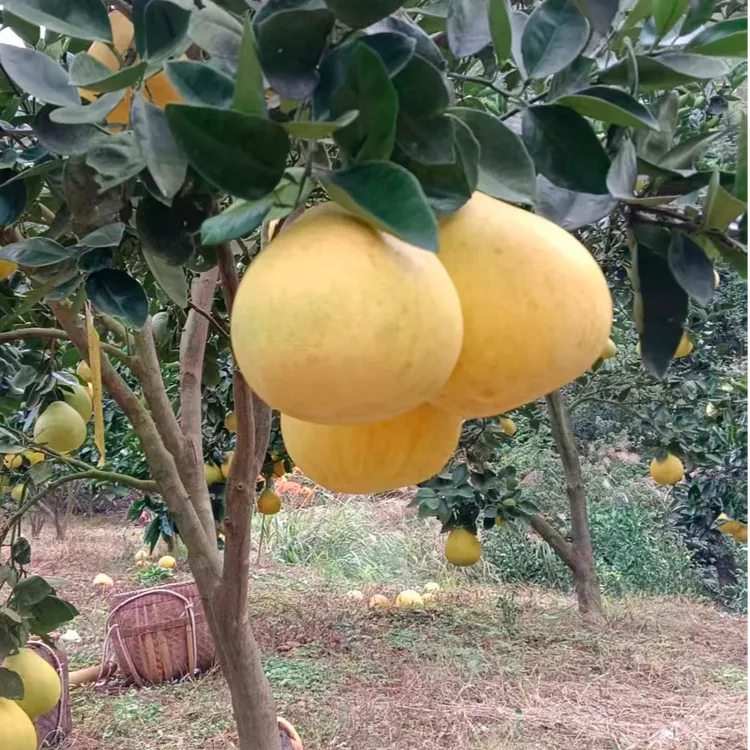 玉屏丙溪大洋溪云起仙柚