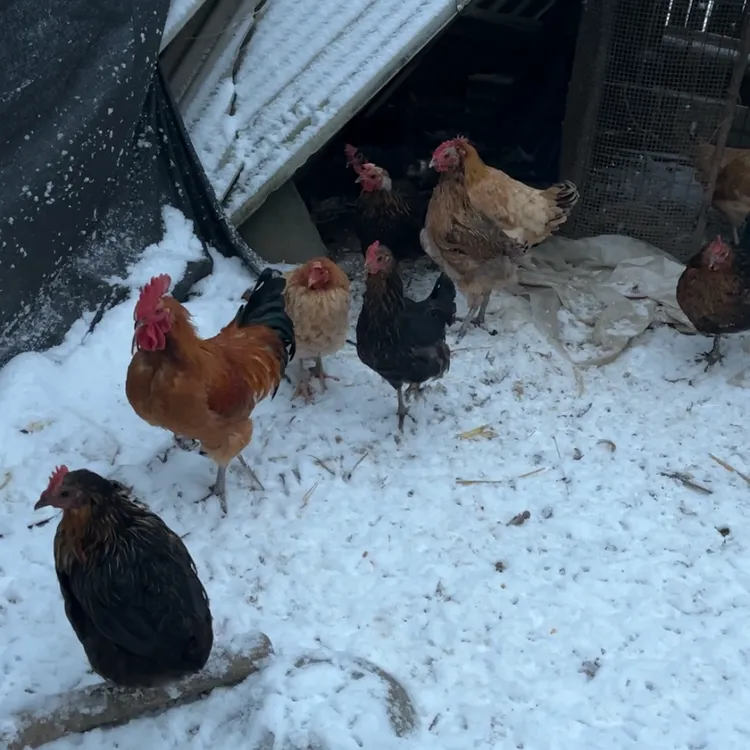 农村散养老母鸡三年母鸡现杀包邮