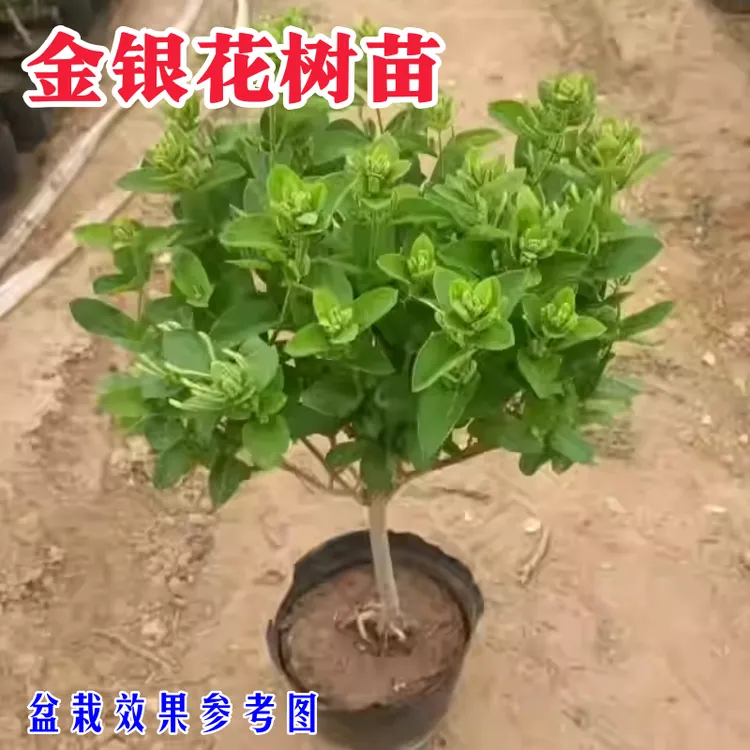 金银花树苗黄色金银花树苗耐寒耐旱盆栽地栽南北方种植现挖现发