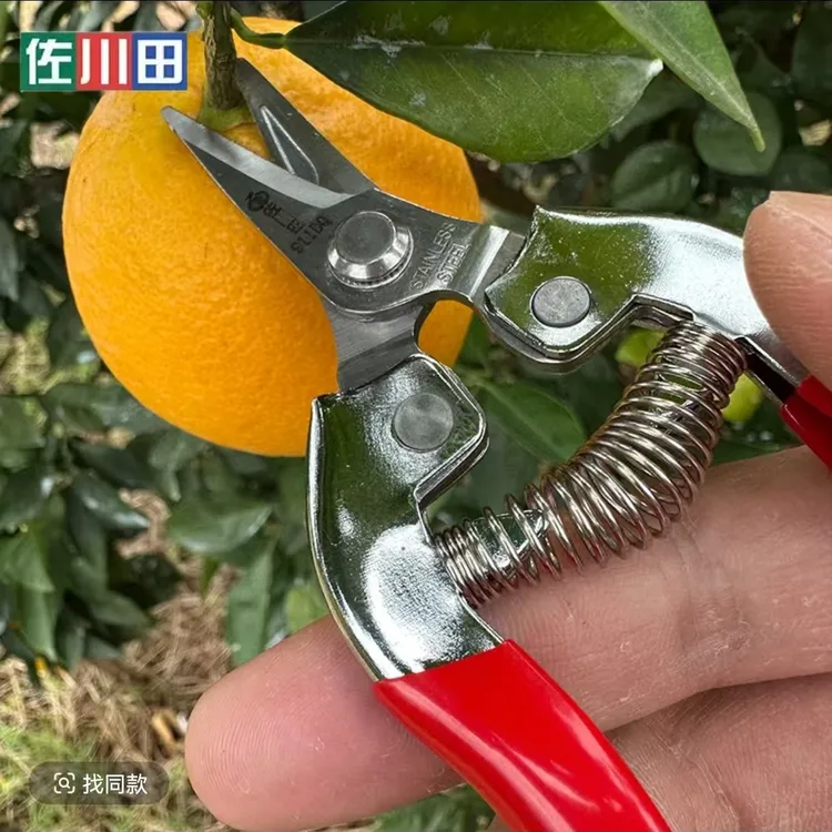 佐川田加厚不锈钢 带细齿短弯圆翘头 柑橘脐橙等果实专用 采果剪 