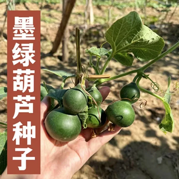 墨绿小葫芦种子翡翠葫芦盆栽手捻葫芦种子文玩亚腰种籽盆栽阳台