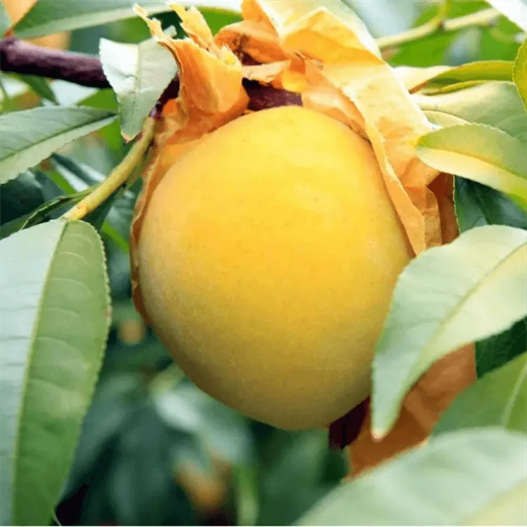 嫁接早熟大黄桃树苗正宗冬黄桃树苗离核盆栽地栽南方北方四季种植