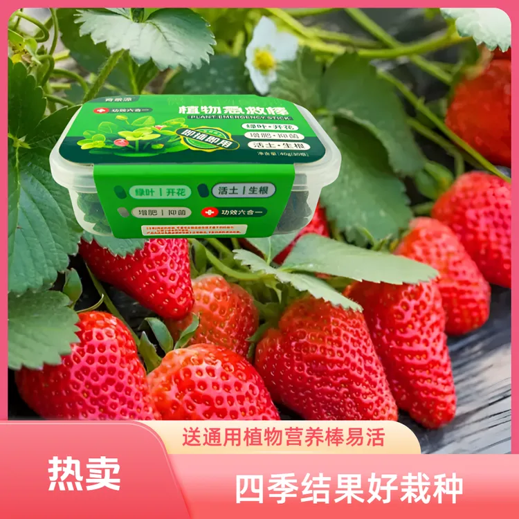 奶油草莓种子【送营养棒一盒】四季结果好养易活阳台盆栽植物花种子