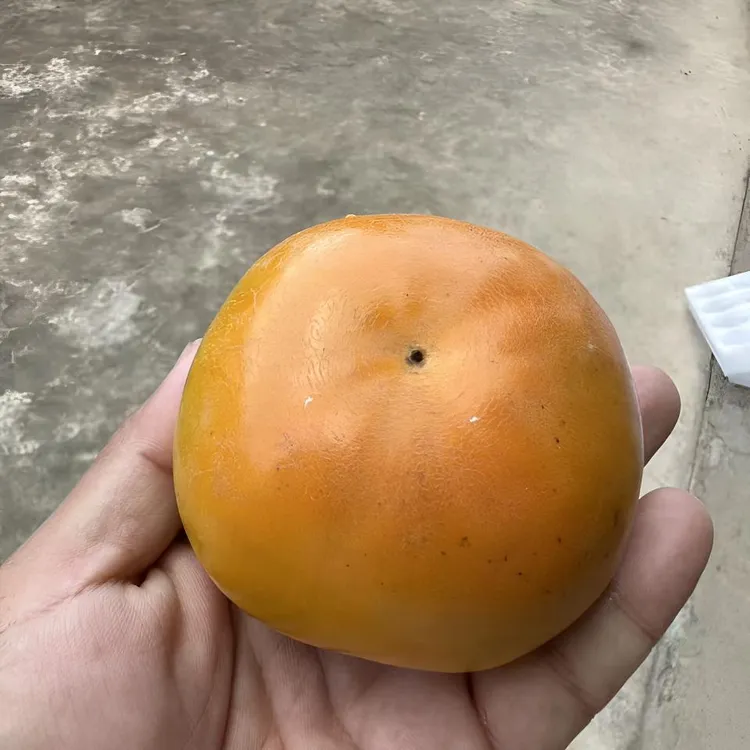 太秋甜柿太秋脆柿太秋脆柿子1年杯苗顺丰包邮柿子柿子树果树