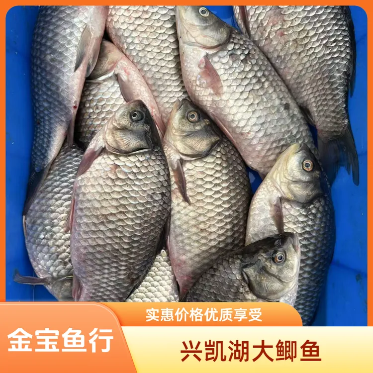 兴凯湖鲫鱼（二鲫鱼）