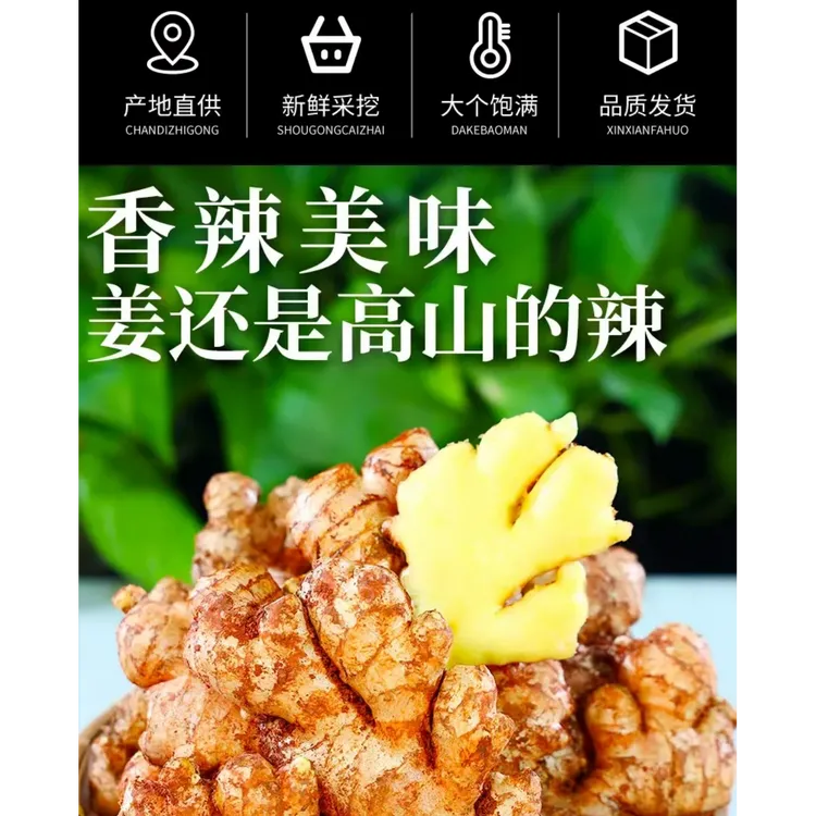 正宗云南小黄姜新鲜现挖山地种植姜香浓郁月子姜