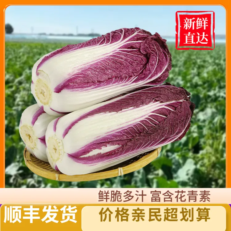 新鲜现挖富含花青素的山东紫罗兰大白菜可生吃凉拌1/5斤