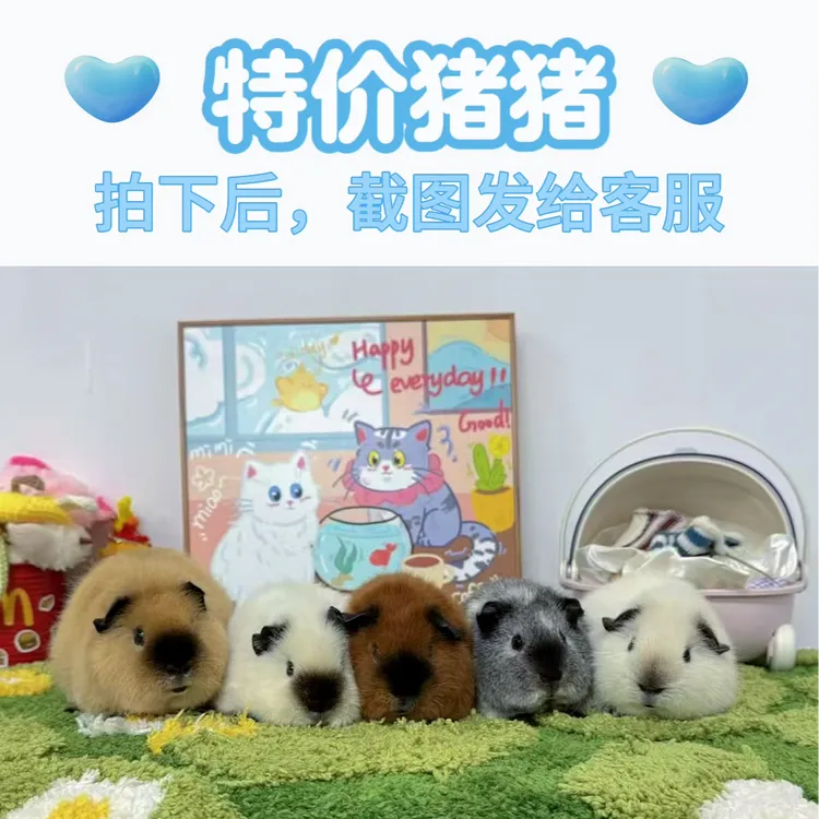 188-888特价宠物荷兰猪豚鼠活体家庭饲养直播间挑选通用链接