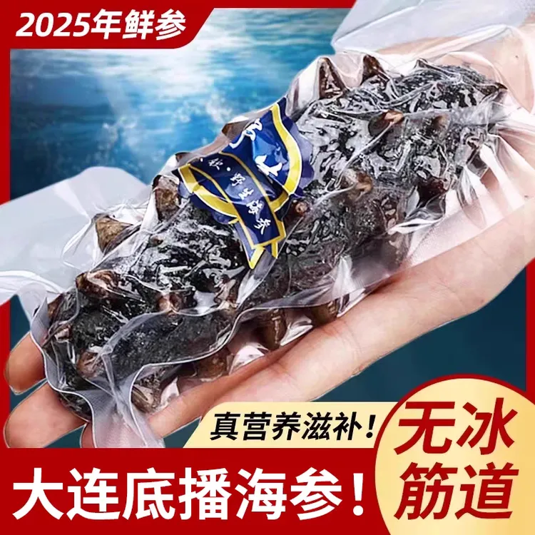 大连海参王5-7头/斤鲜食辽参鲜活海参即食
