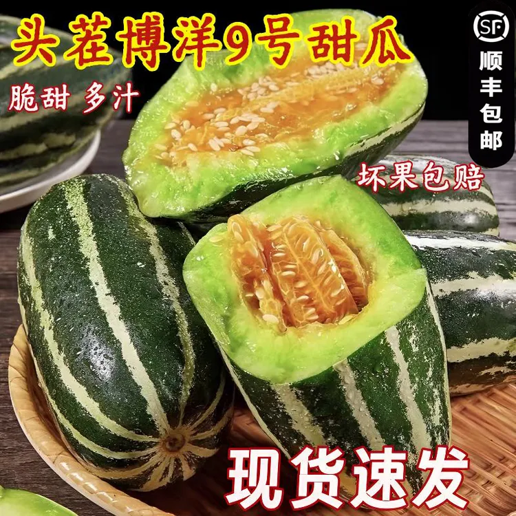 【顺丰包邮】山东小羊角蜜头茬博洋九号甜瓜脆甜蜜瓜香瓜现摘坏包赔