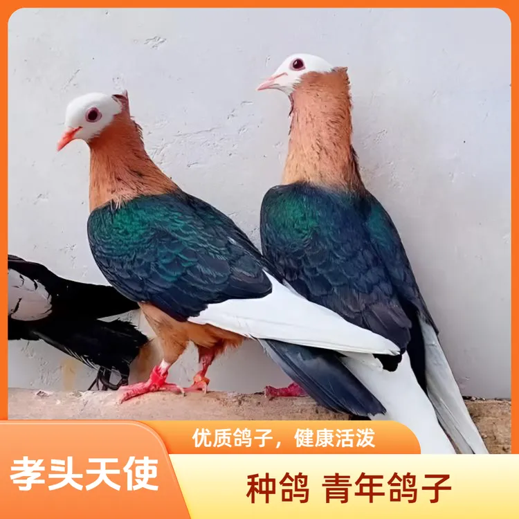 靓宠异族观赏鸽孝头天使 生鲜鸽子 420克  京东顺丰发货包邮