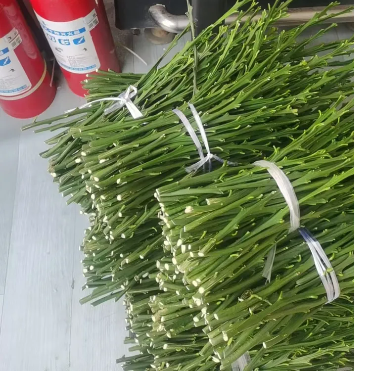 云南8月早熟爱媛枝条