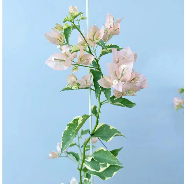 【马斯】三角梅原生苗勤花爬藤带花或者花苞发货