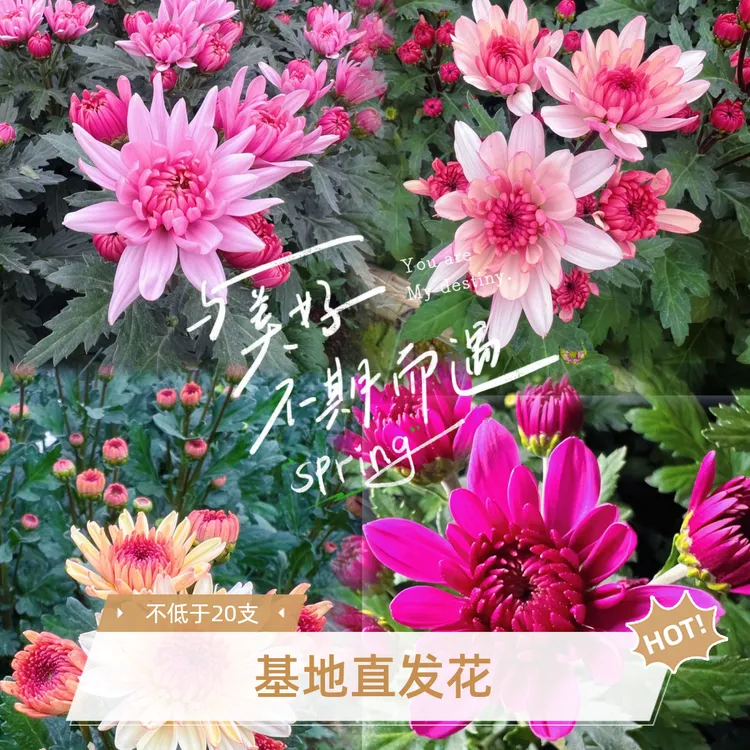 云南基地小菊2扎包邮（下单备注）花期长居家办公花店