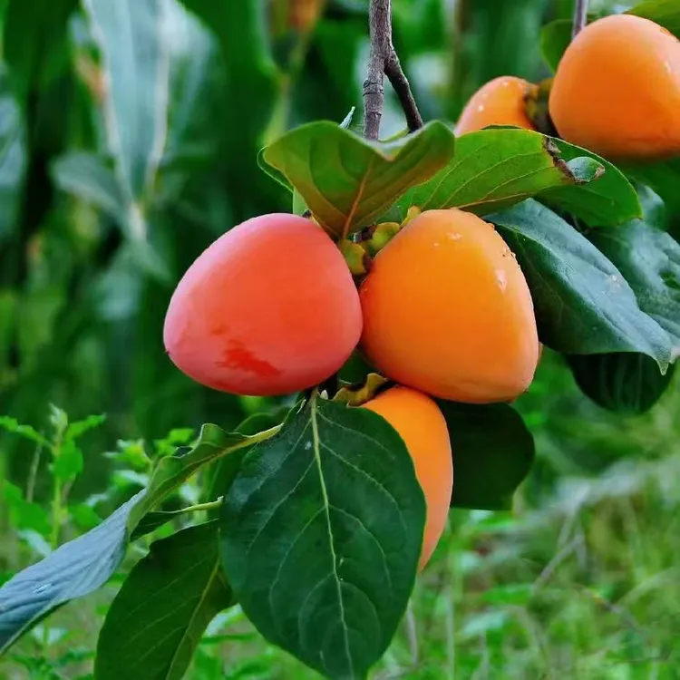 陕西富平大尖柿新鲜当季水果放软吃清甜可挂柿饼西瓜日本
