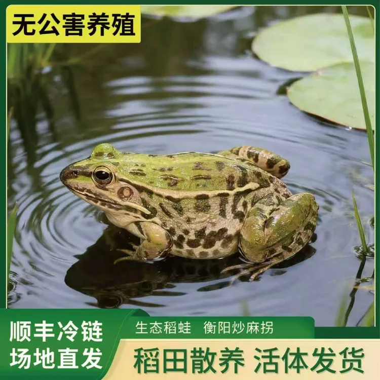【鲜活中蛙】麻拐青蛙 生态稻田蛙 非牛蛙 顺丰冷链